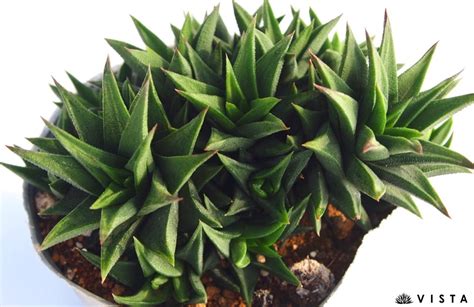 玉露休眠|[多肉植物] 玉露的基本照顧整理 Haworthia obtuse－小。